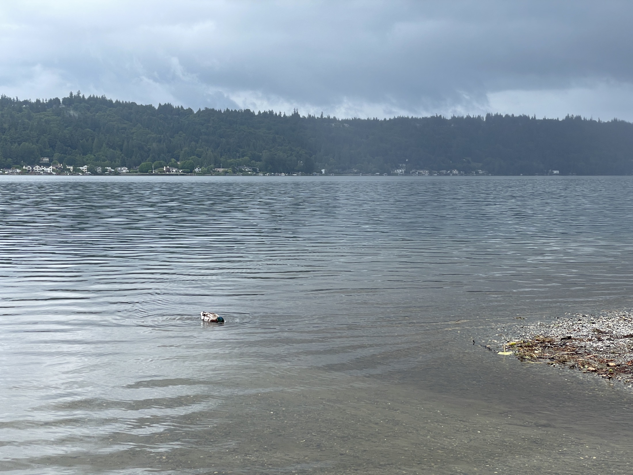 Idylwood Park in Redmond, on the shore of Lake Sammamish.